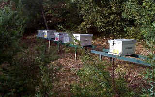 abeilles1.jpg (29832 octets)