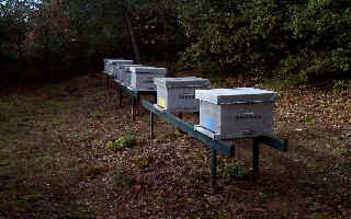 abeilles2.jpg (26352 octets)